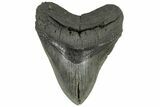 4.98" Fossil Megalodon Tooth - South Carolina - #203058-1
